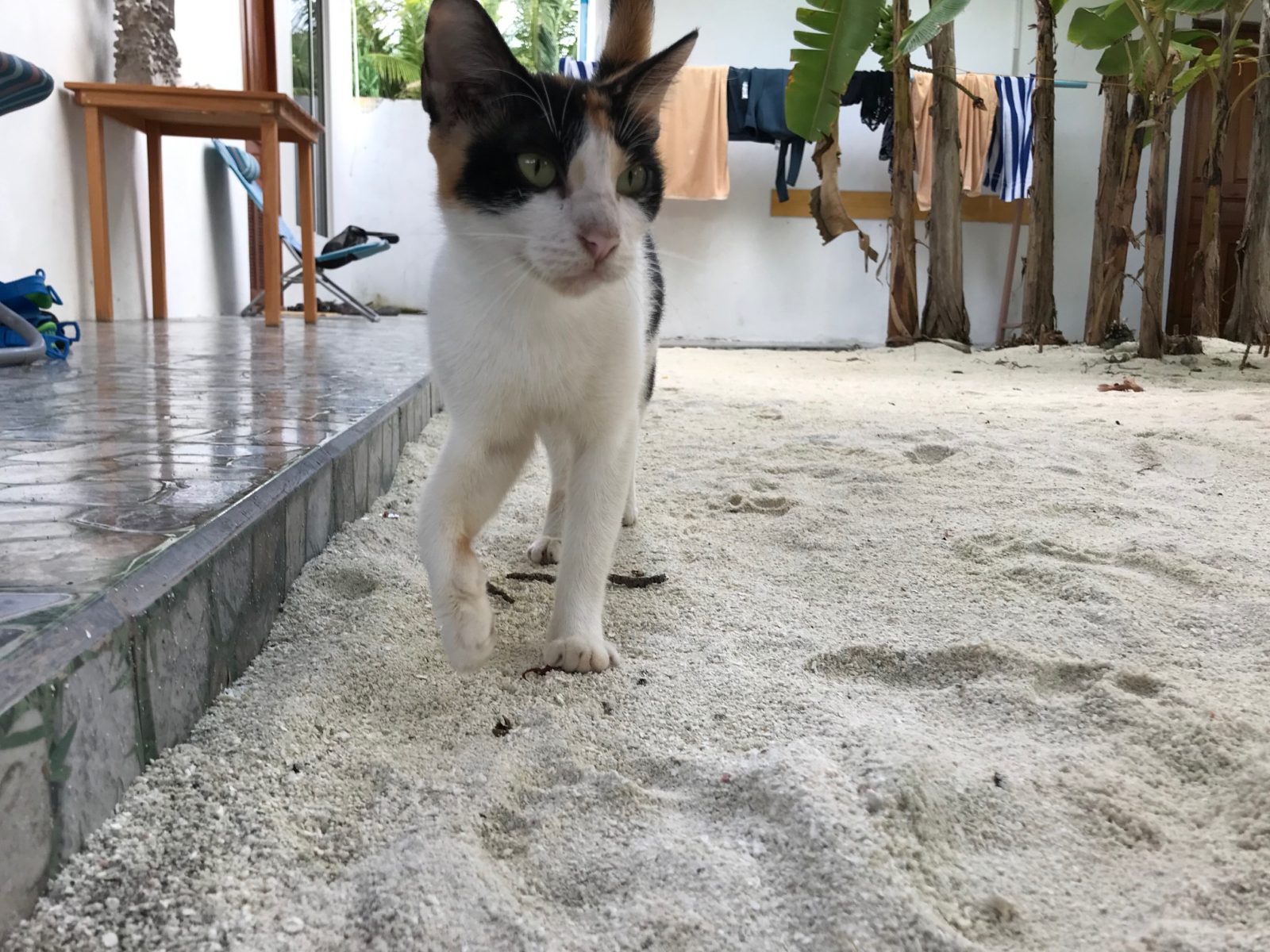 кот на острове Мативери, Мальдивы