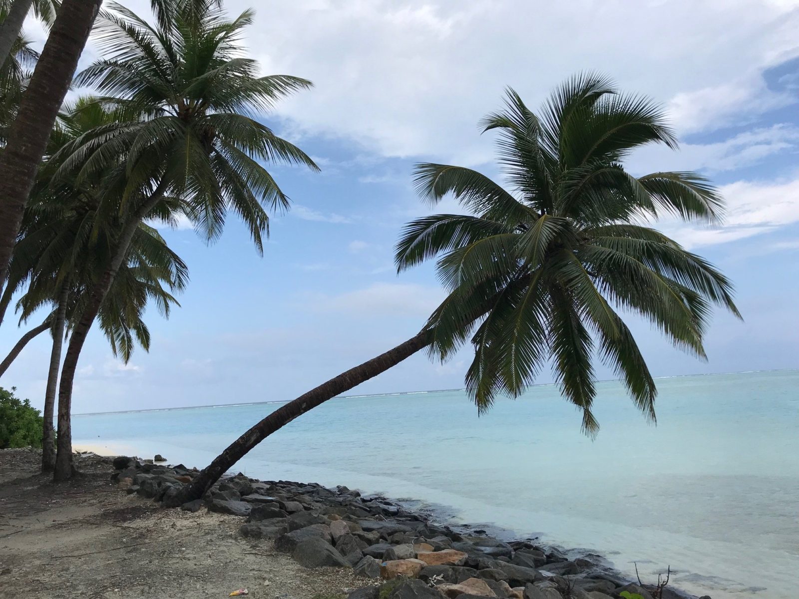 красивые пальмы на острове Мативери, Мальдивы