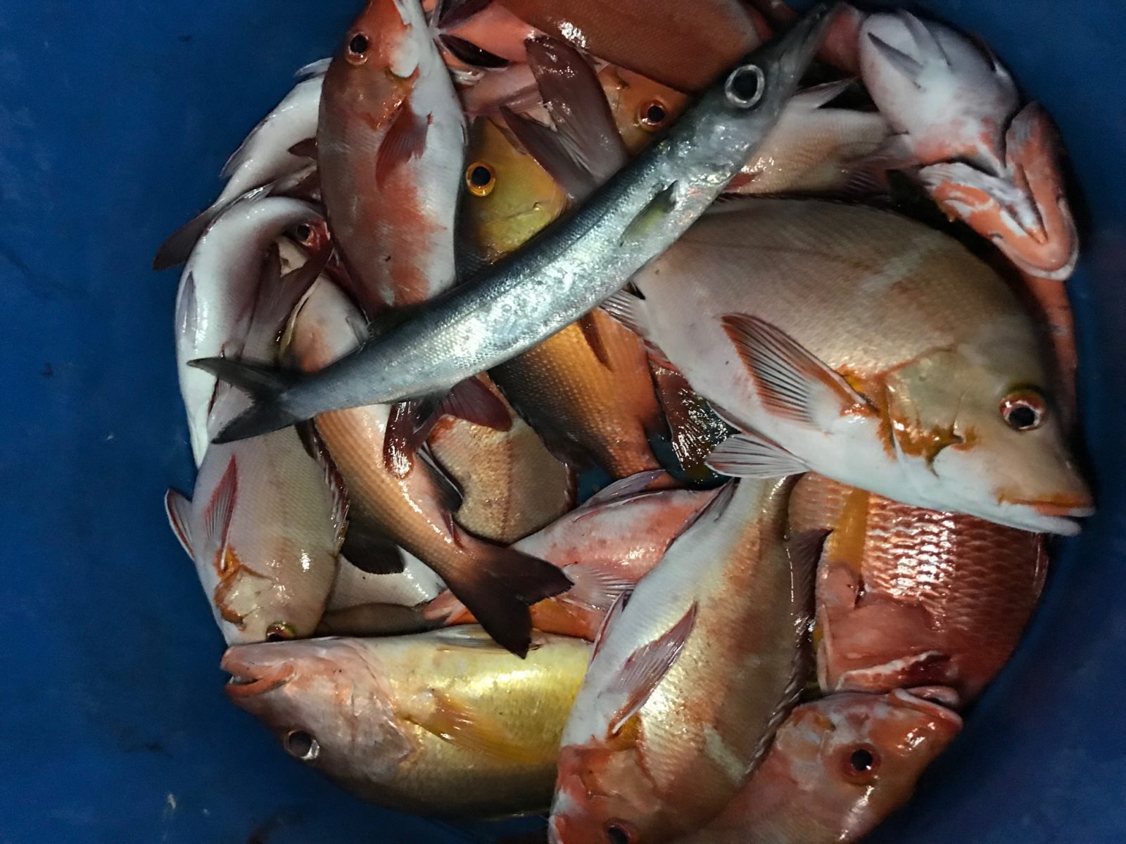 рыбалка на мальдивах, остров мативери