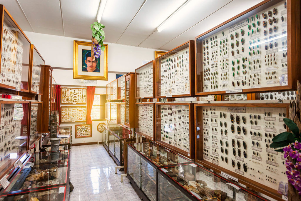 Музей насекомых мира и чудес природы в Чиангмае