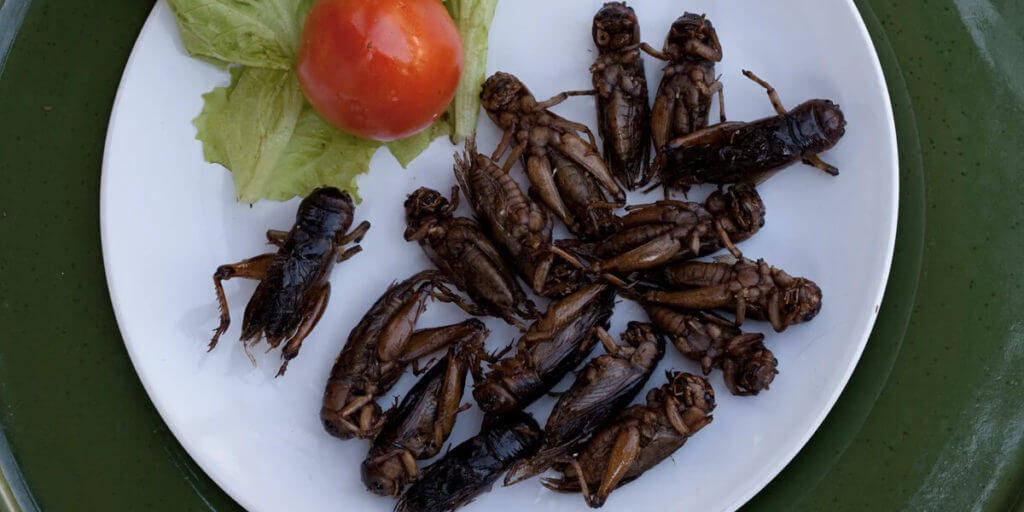 жареные жуки в Таиланде