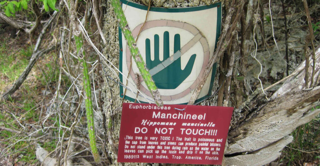 табличка с предупреждением возле дерева смерти